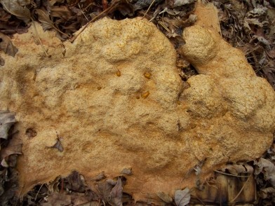 yellow fungus / dog vomit slime mold