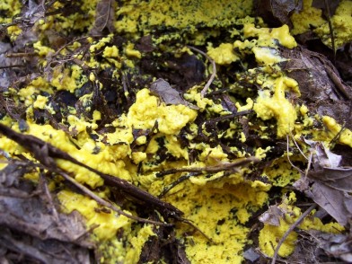 yellow fungus / dog vomit slime mold