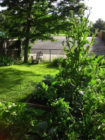 Garden in late afternoon