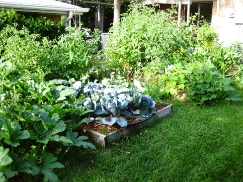 The main garden area - raised beds