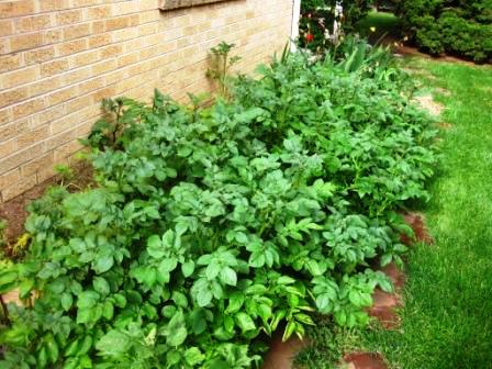 South-side potato garden, 4'x8' raised bed