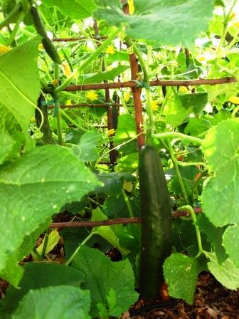 Cucumbers growing on a trellis I made from apple tree branches