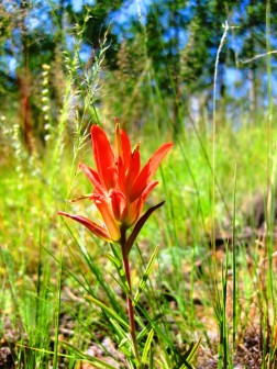 My Indian Paintbrush