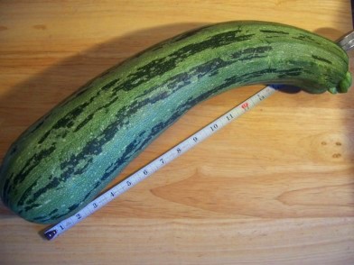 18-inch Cocozelle Zucchini from the garden (5 lbs)