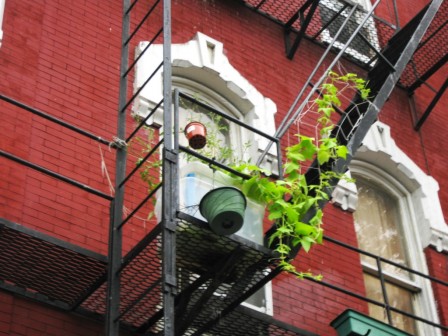 Washington D.C. fire escape vegetable garden