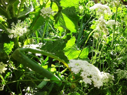 Queen Anne's Lace (Daucus carota, or Wild Carrot)