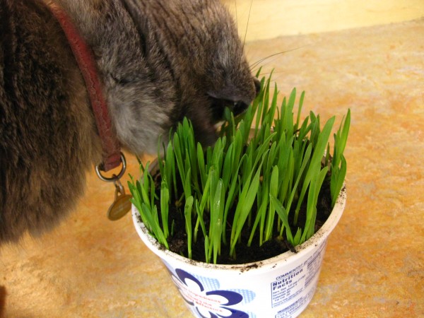 Indoor cat grass, (c) The Herbangardener