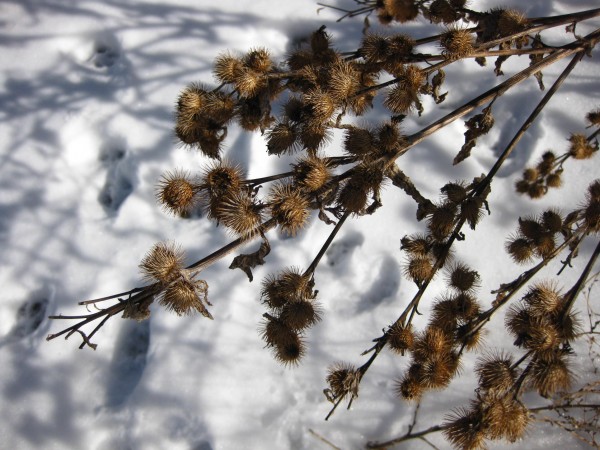 Burdock in winter, (c) The Herbangardener