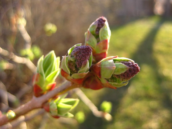 Lilac buds, (c) The Herbangardener