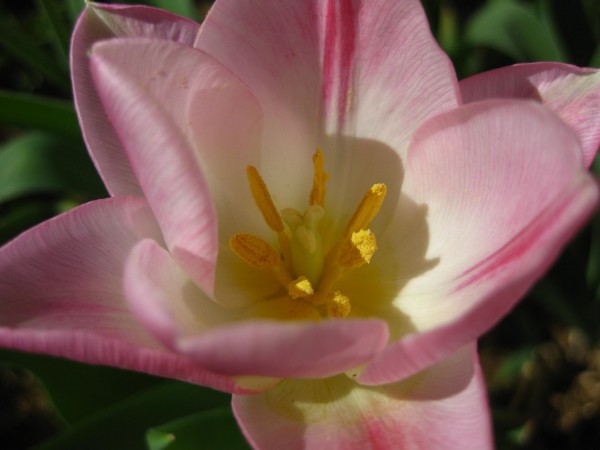 Pink tulip, (c) The Herbangardener