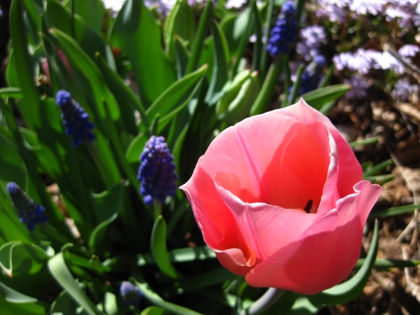 Tulip and grape hyacinth (c) The Herbangardener