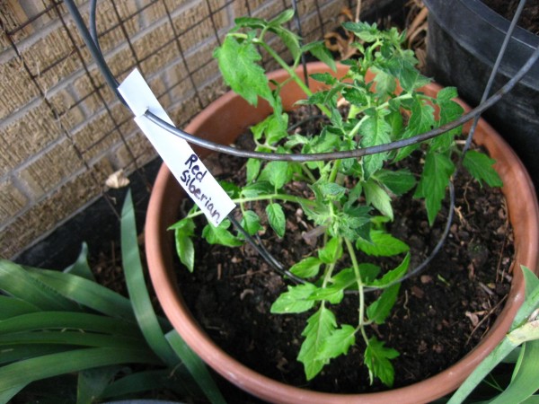 Tomato plant (c) The Herbangardener