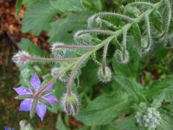 Borage, (c) The Herbangardener 