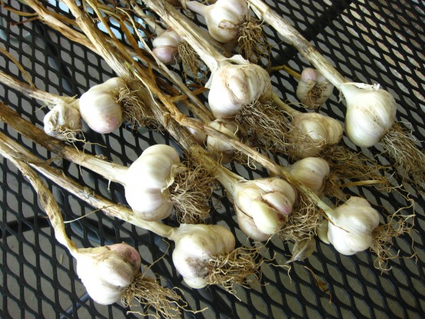 Homegrown garlic, (c) The Herbangardener 