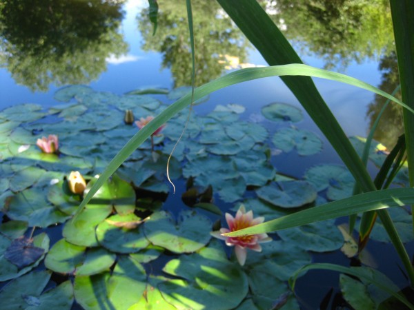 Water lilies, (c) The Herbangardener 