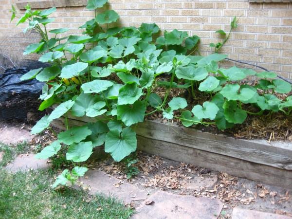 Winter squash, (c) The Herbangardener 