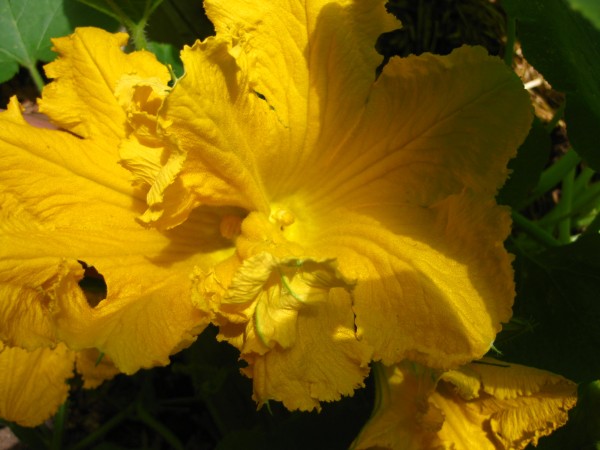 Siamese twin squash blossom, (c) The Herbangardener