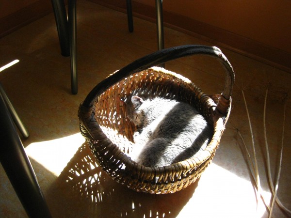 Cat in the basket, (c) The Herbangardener