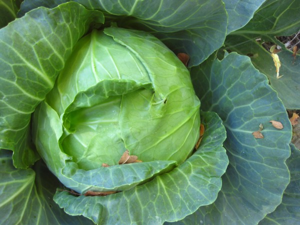 Green cabbage, (c) The Herbangardener