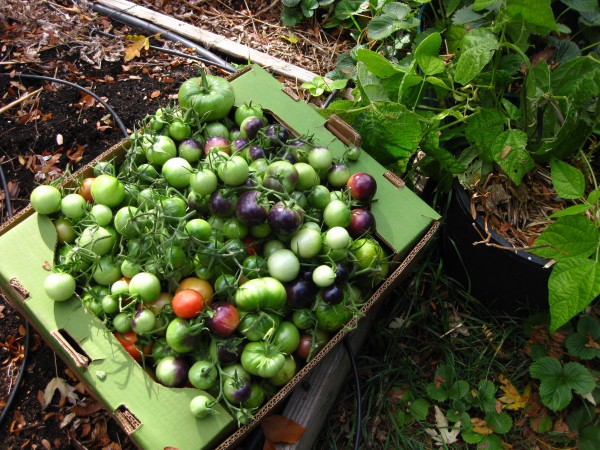 Harvesting green tomatoes, (c) The Herbangardener