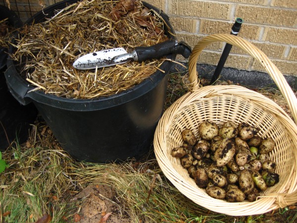 Harvesting potatoes, (c) The Herbangardener