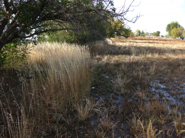 Flood irrigation (c) The Herbangardener