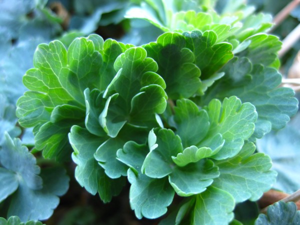 Columbine leaves, (c) The Herbangardener