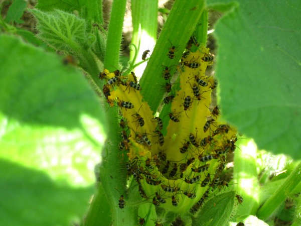 Cucumber beetles on squash flower, (c) The Herbangardener