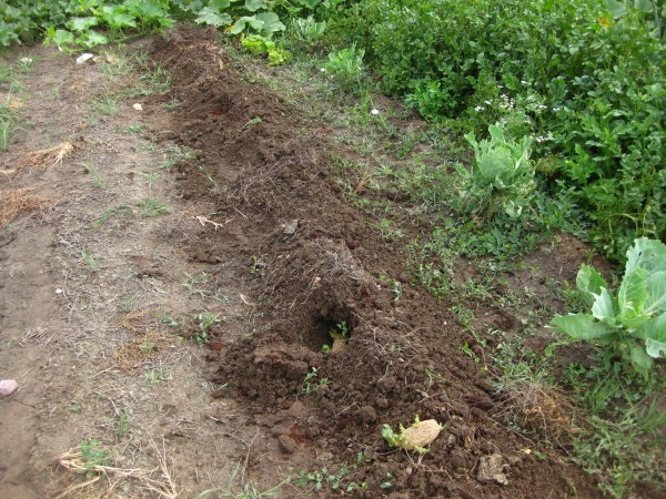 Planting potatoes into furrows, (c) The Herbangardener